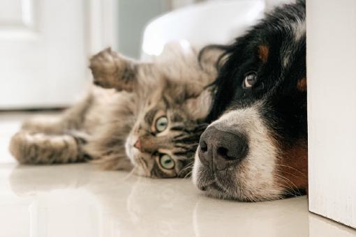 Ein Hund und eine Katze und andere Haustiere können einen Versicherung gut gebrauchen.