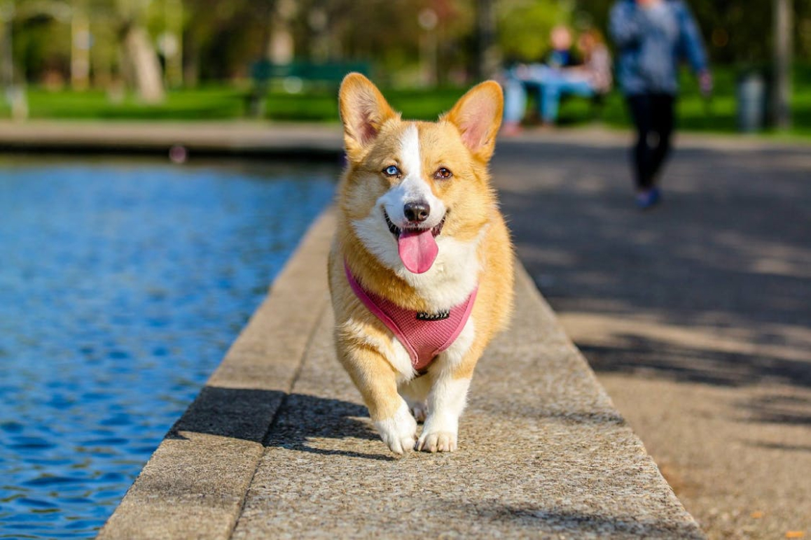 Ein Corgi, der neben einem Schwimmbad spaziert. Es ist über eine Haftpflichtversicherung für Hunde versichert.