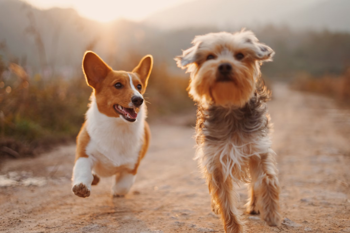 Zwei fröhliche, rennende Hunde. Sie sind über eine Hundekrankenversicherung in Österreich abgesichert.