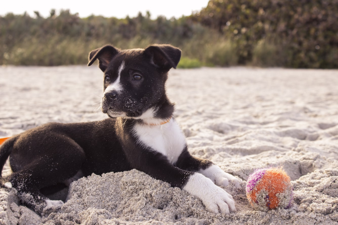 Ein schwarz-weißer kurzhaar Welpe, der im Sand spielt. Er ist über eine Hundeunfallversicherung versichert.