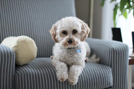 Ein weißer Shih Tzu Welpe, der auf einem Sofa liegt. Er ist über eine Hunde-OP-Versicherung abgesichert.