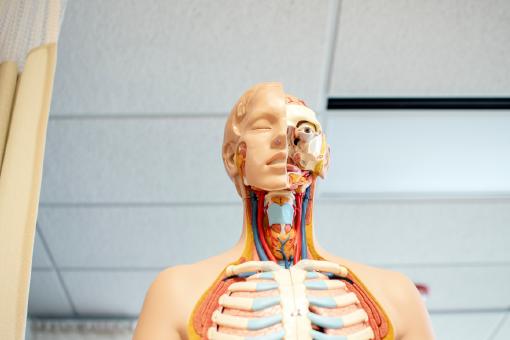 Eine Puppe, die die menschliche Anatomie darstellt. Sie ist hier ein Symbol für private Krankenversicherungen in Österreich.