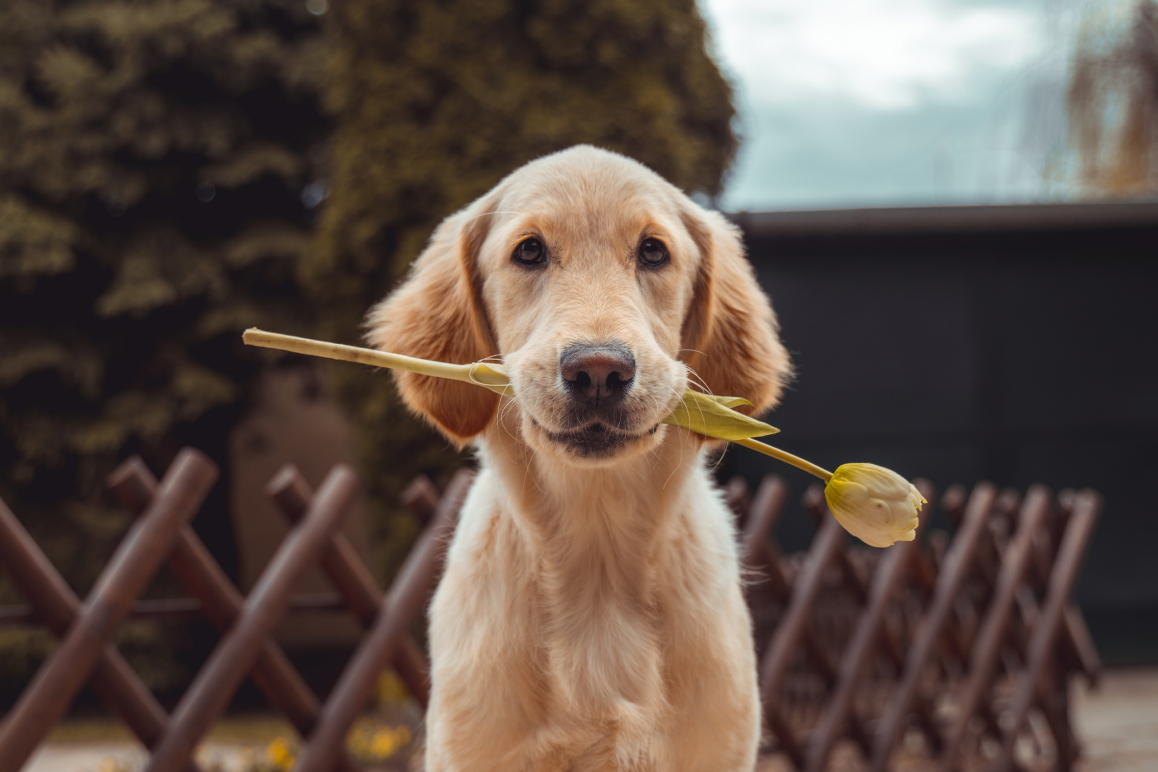 Ein Hund, der sitzt und eine Tulpe im Maul hat. Er ist über eine Hundeversicherung in Österreich versichert.